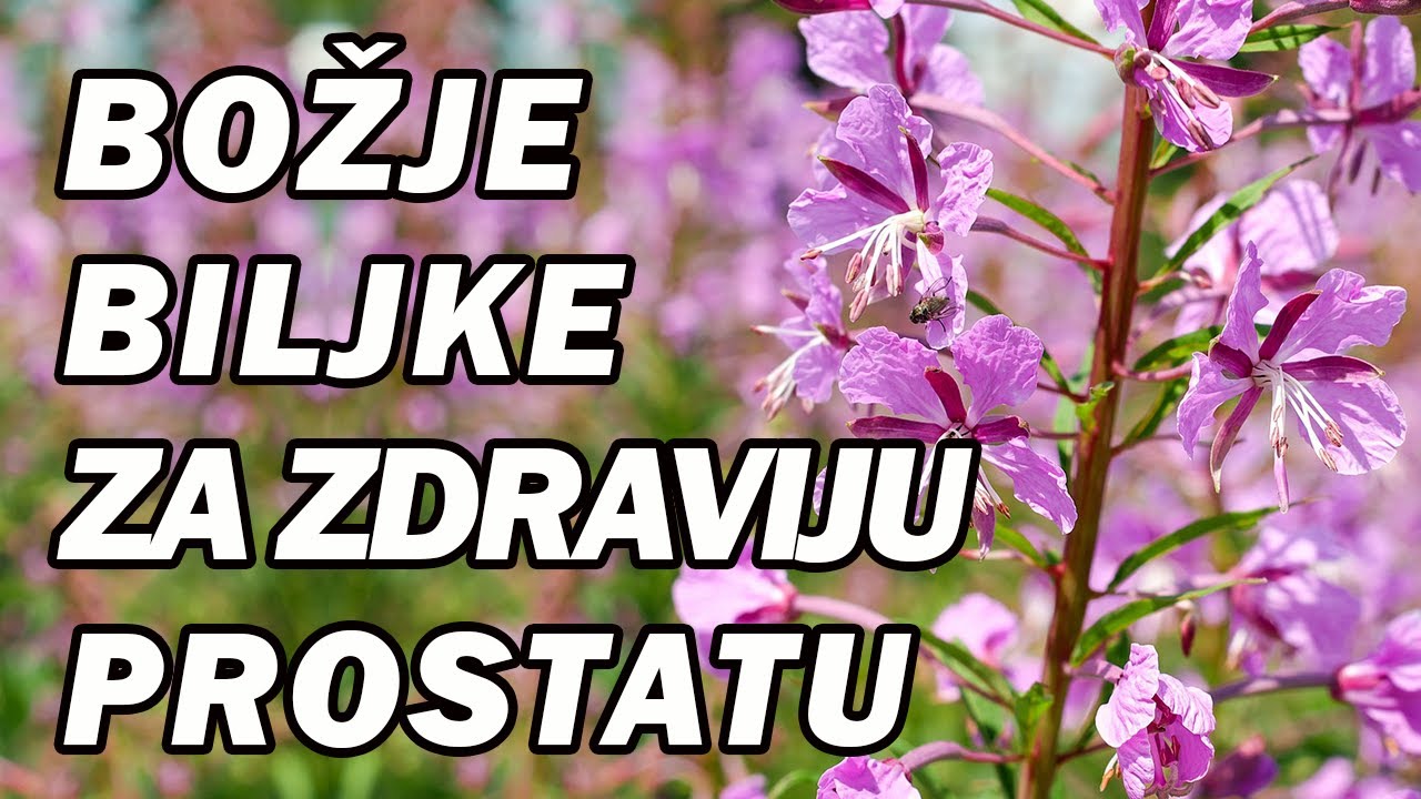 BILJNA TERAPIJA ZA UVEĆANU PROSTATU! Dr Mihajlović