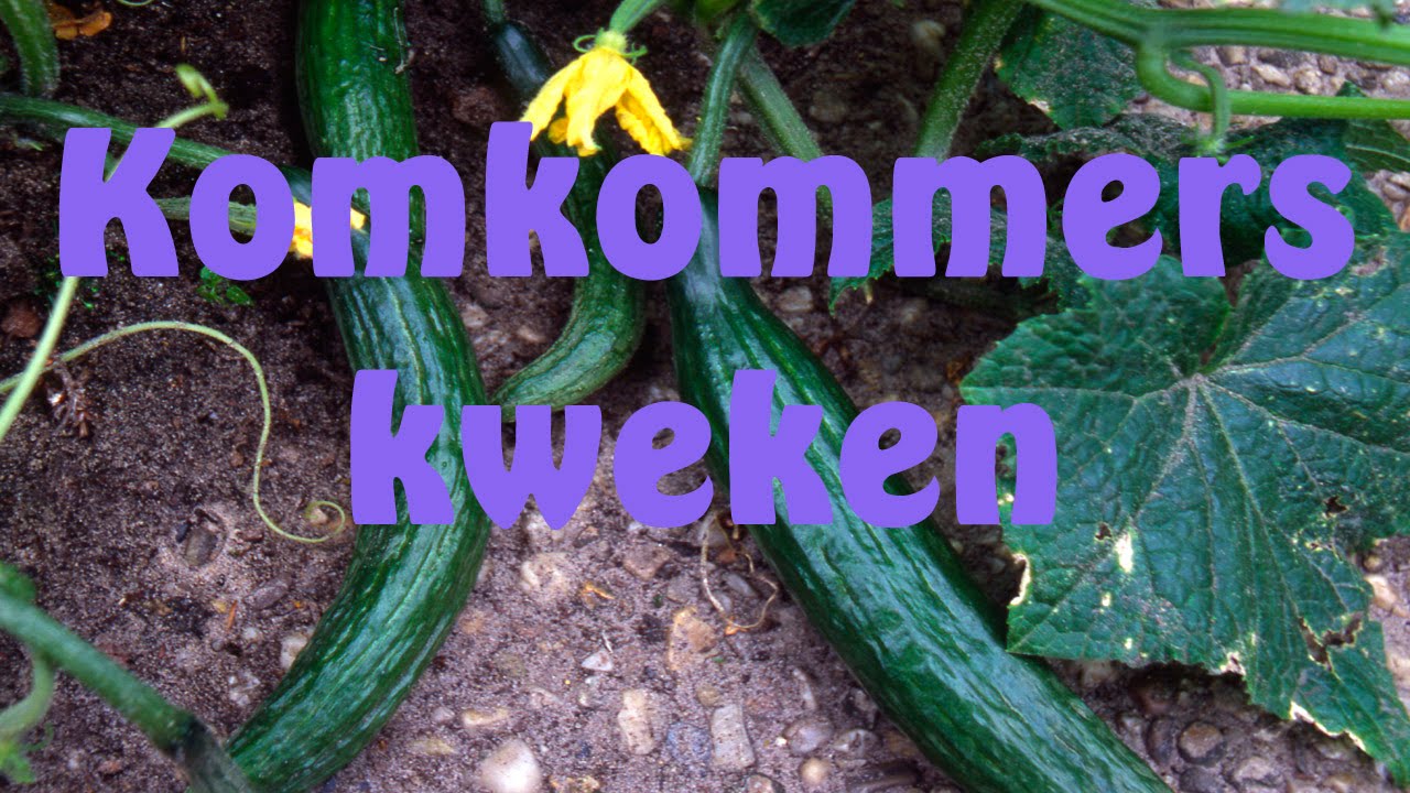 Komkommers kweken