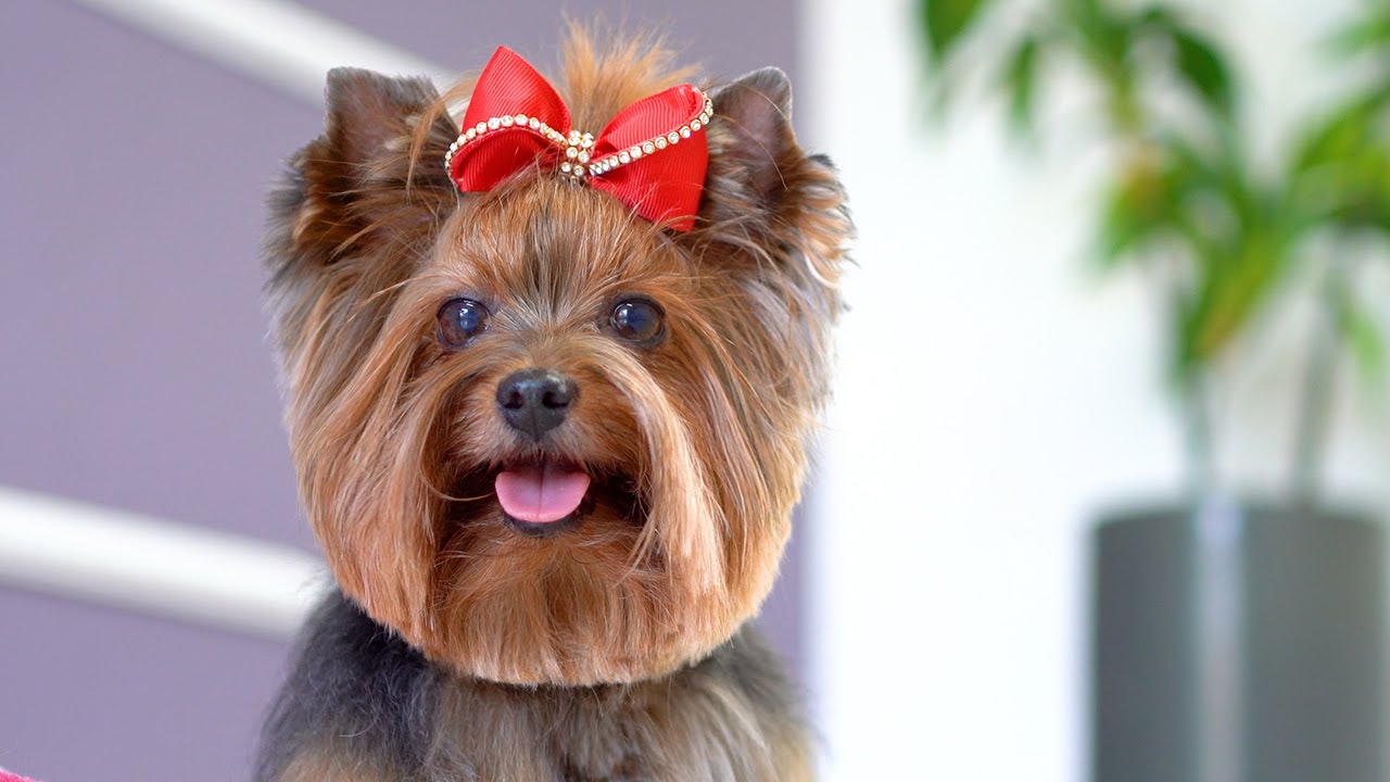 BEAUTIFUL YORKSHIRE ❤️ ❤️ Cute puppy style Grooming with scissors