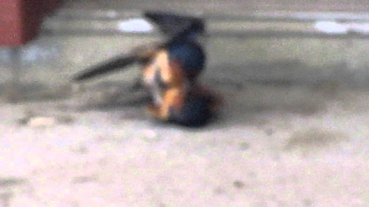 Sparrows can be such Lovely Neighbors!