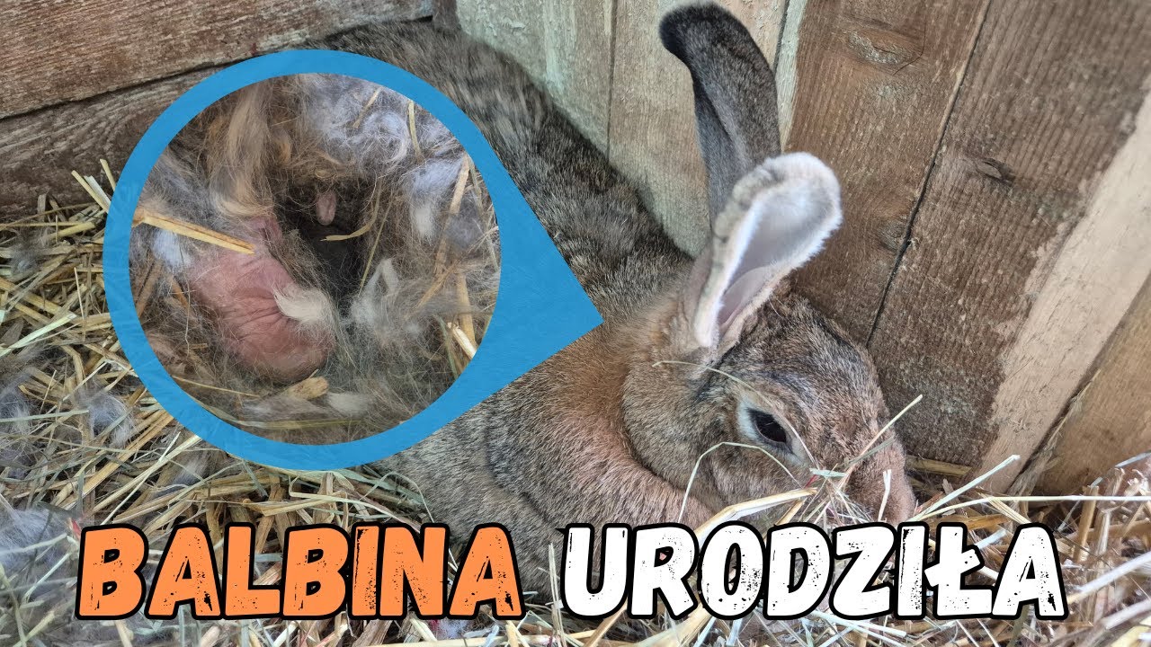 Balbina urodziła - pojawiły się komplikacje