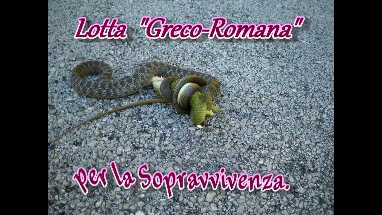 Rettile Serpente & Ramarro - lottano Matelica Marche San Vicino  Snake and Lizard