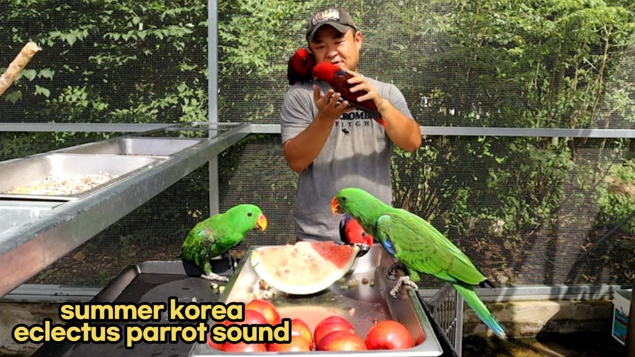 summer  eclectus parrot sound 뉴기니아앵무새 소리  #eclectus#parrot #parrotkorea #대구앵무새농장 #birds
