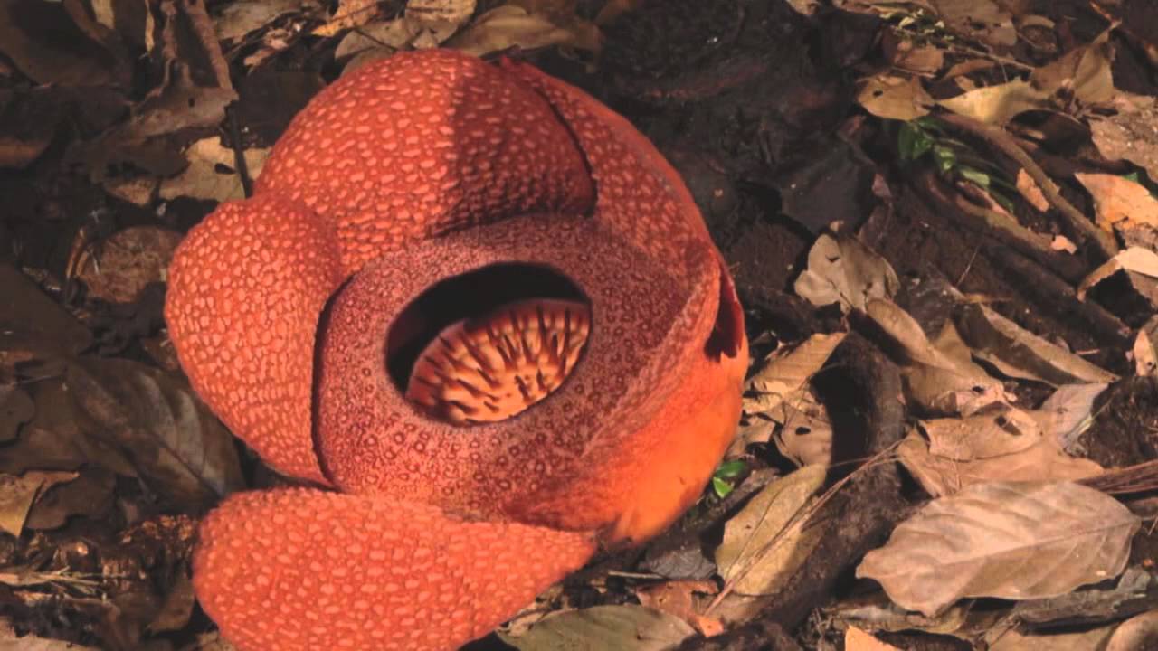 Rafflesia flower opening