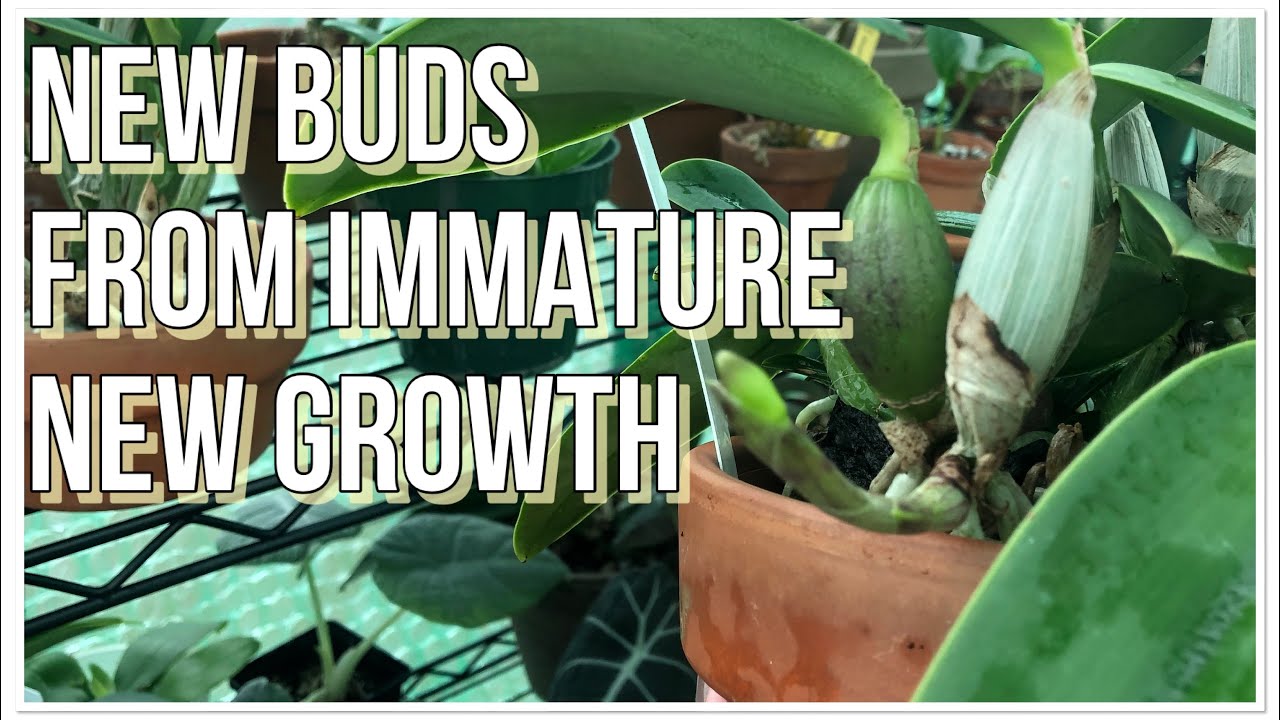 C Walkeriana Pushing Up Buds From Immature New Growth.