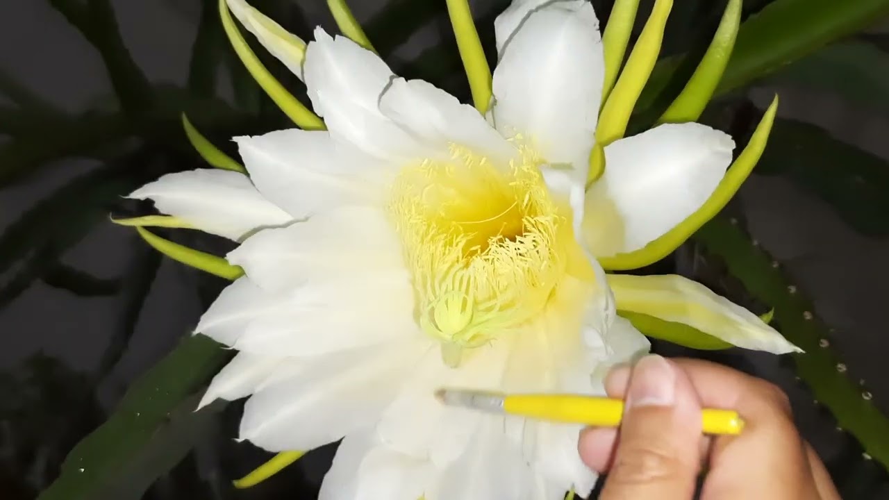 COMO RETIRAR PÓLEN DA PITAYA DE UMA FORMA FÁCIL