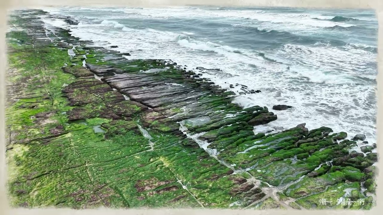 北海岸老梅綠藻
