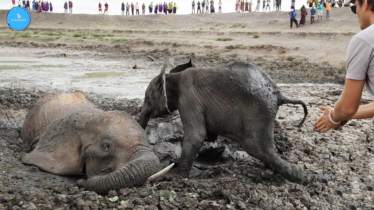 Animals That Asked People for Help & Kindness! #20 | TB Kindness