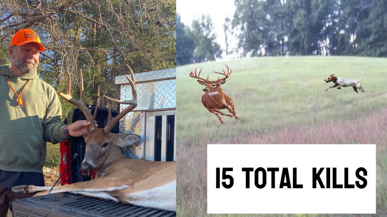 Deer Hunting With Dogs | 15+ Deer Killed