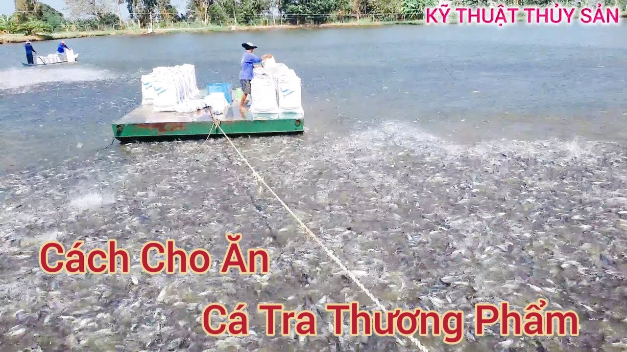 CÁCH CHO ĂN VÀ MÔ HÌNH NUÔI CÁ TRA THƯƠNG PHẨM ĐẠT HIỆU QUẢ CAO