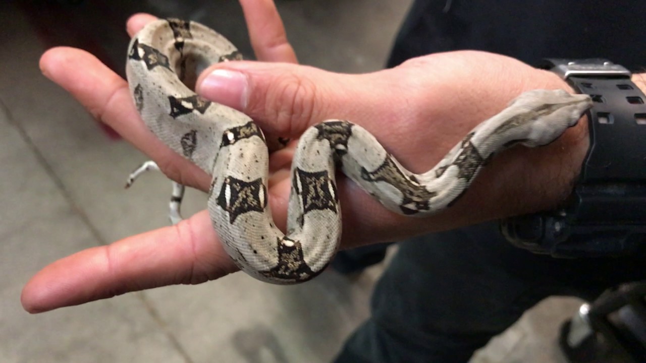 Baby  Colombian Red Tailed Boas at LLLReptile