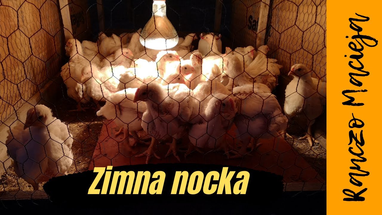 Pierwsze nocowanie brojlerów na zewnątrz  #110