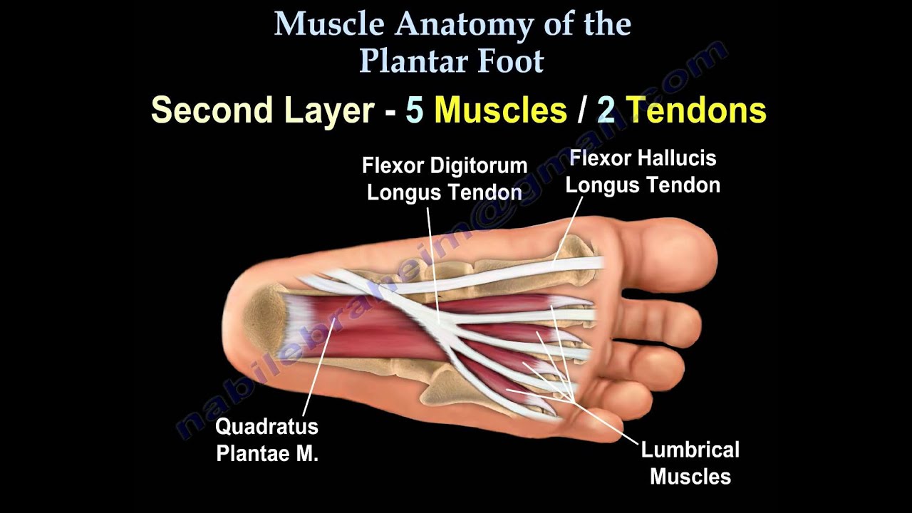 Muscle Anatomy Of The Plantar Foot - Everything You Need To Know - Dr. Nabil Ebraheim