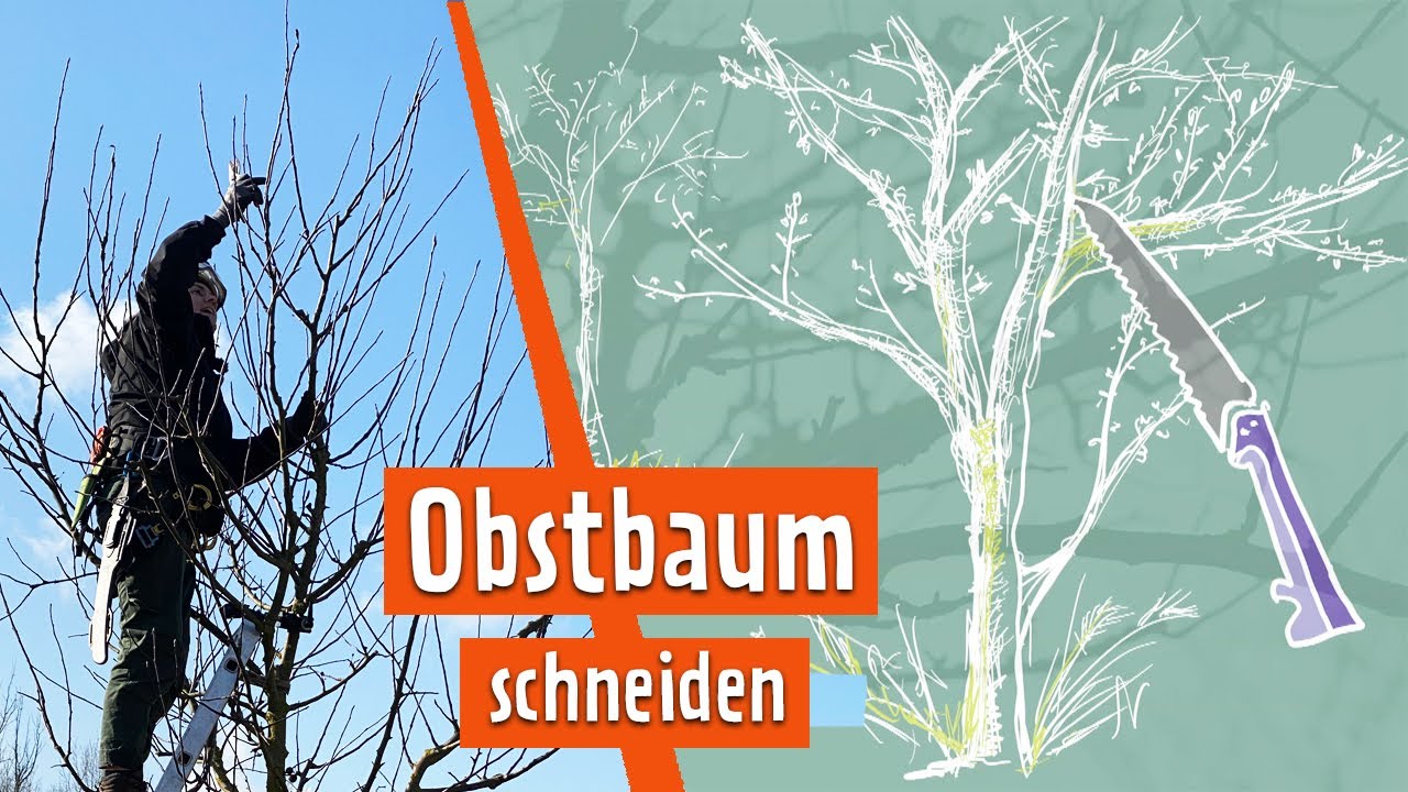 Obstbäume richtig schneiden - so funktioniert Obstbaumschnitt | MDR Garten