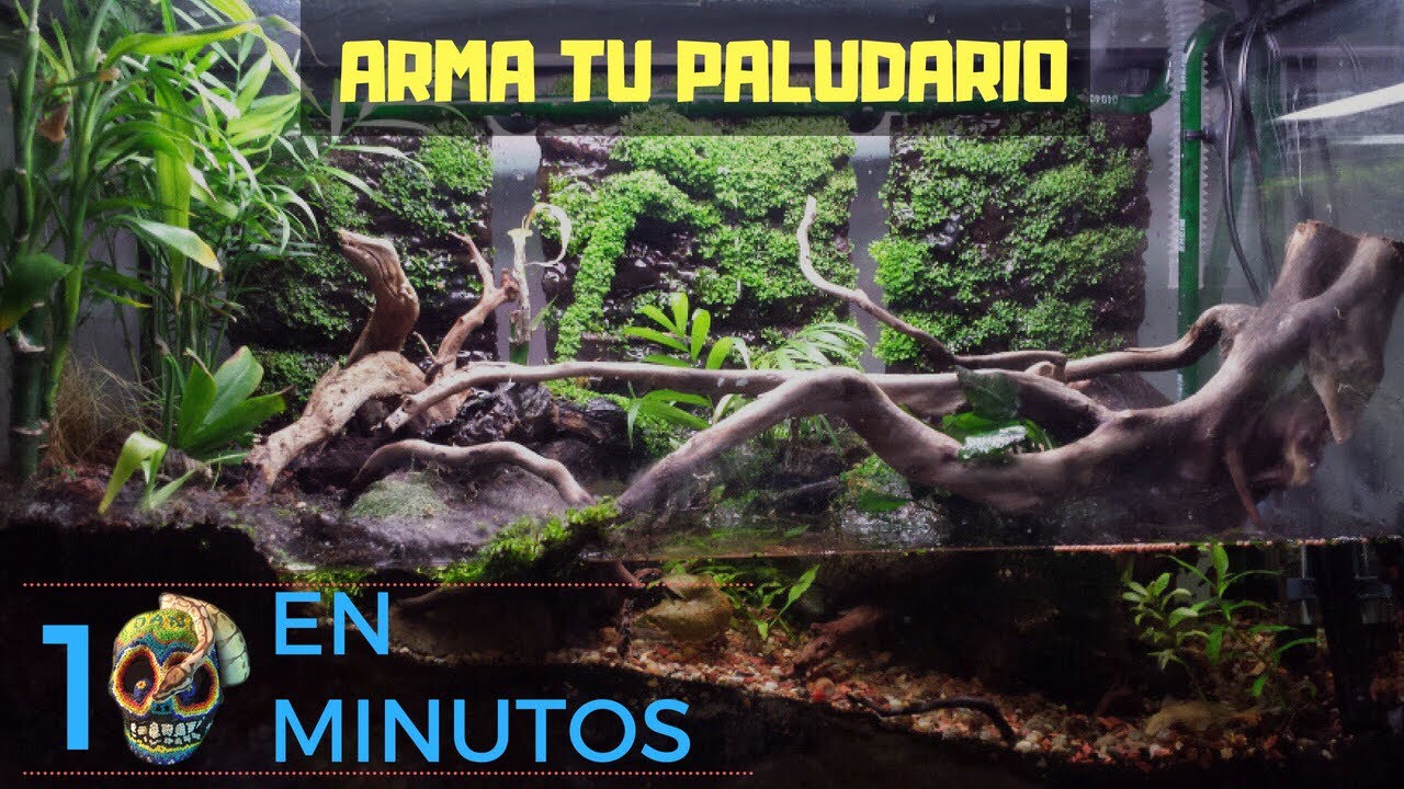 Como hacer y Plantar un paludario/terrario. MORDIDA DE SERPIENTE
