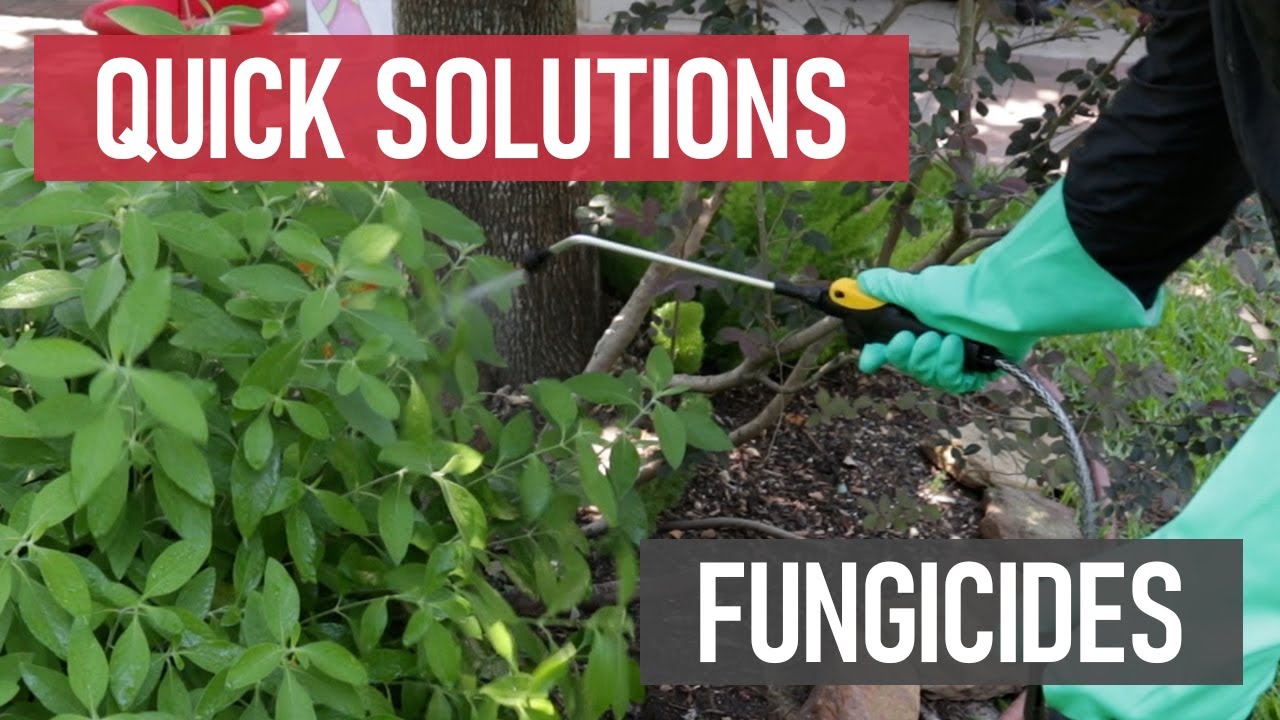 Quick Solutions: What are Fungicides?