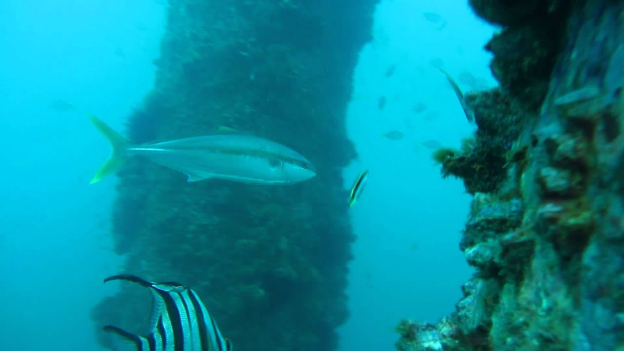 Snorkel diving at Gravel Loader, Bass Point, NSW