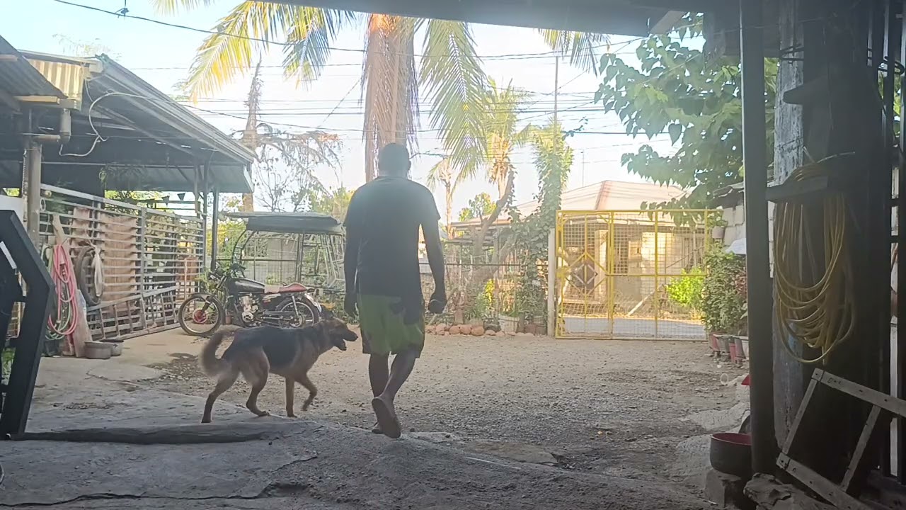 German shepherd dog is on the road. With good door manners. 