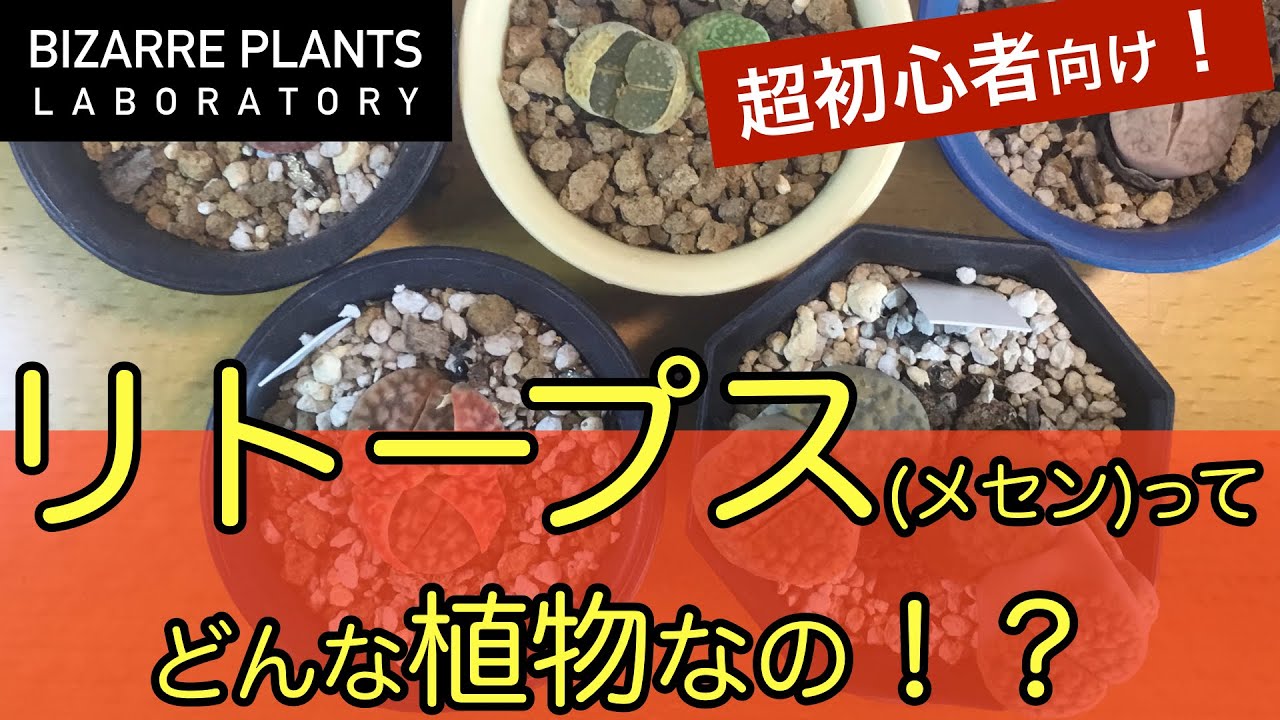 超初心者向け！リトープス（メセン）ってどんな植物なの・・！？