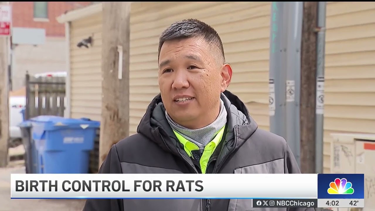 Birth control for rats? Chicago aims to control rodent population