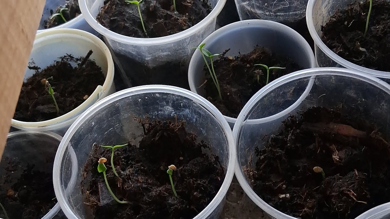 Learn how  to plant and care for Jamaican scotch bonnet peppers  👌 #Gardening #pepperfarm
