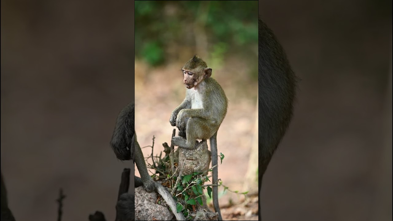 #monkeyvideo