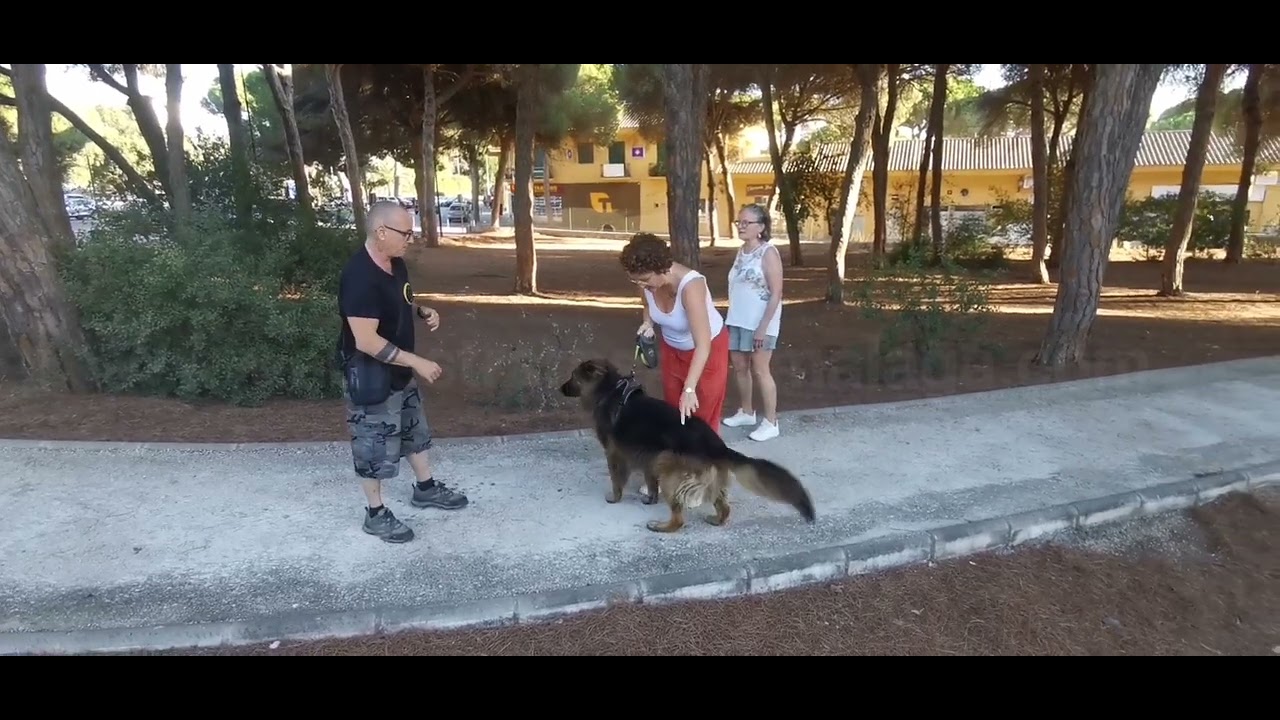 Pastor Alemán con paseos incomodos de tiro de correa.#dog #adiestramiento #dogtraining 