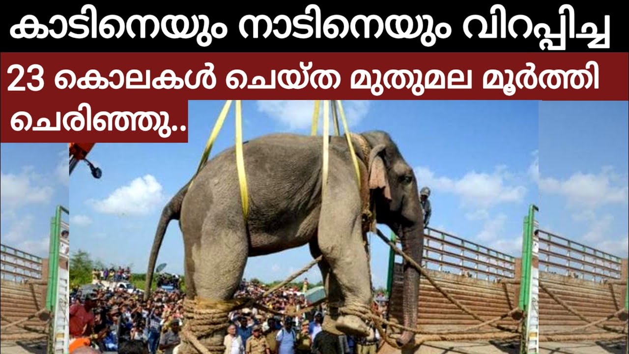 23 പേരുടെ ജീവനെടുത്ത മുതുമല മൂർത്തി എന്ന ആന ചെരിഞ്ഞു | Muthumala moorthy elephant | Anamala kalim