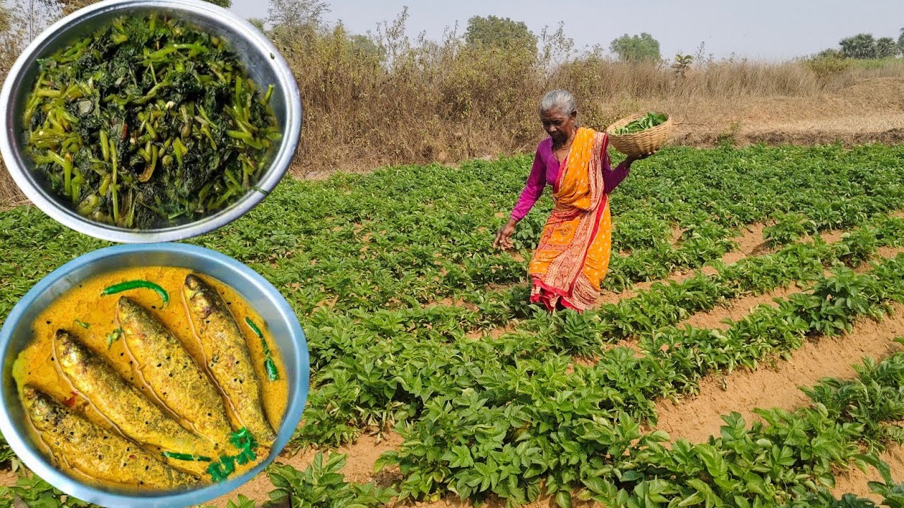 Rural Grandma collect POTATO SHAK for cooking SHAK VAJI And SMALL FISH CURRY. 