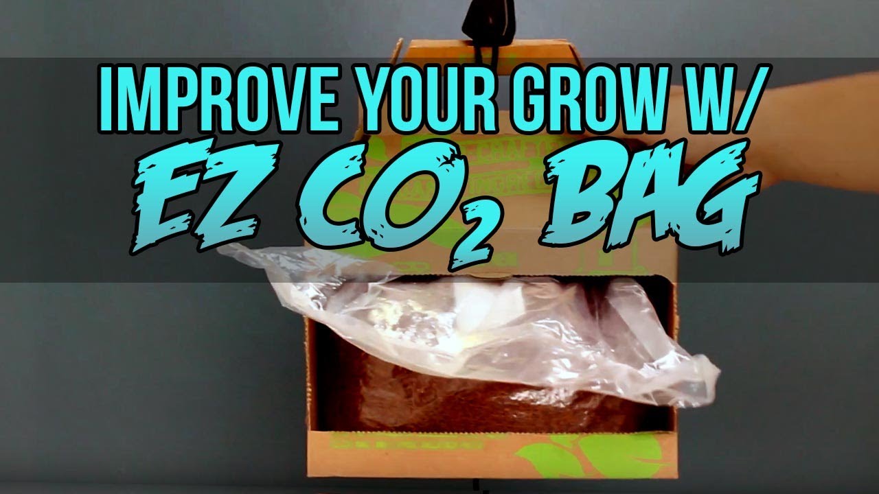 How to Generate Co2 for Plants in your Grow Room | EZ CO2 Bag Review