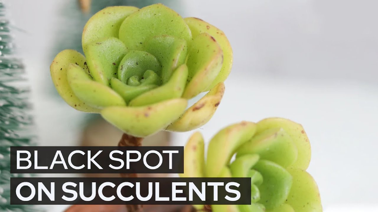 SUCCULENT CARE TIPS | BLACK SPOTS ON SUCCULENTS | CAUSES AND FIXES