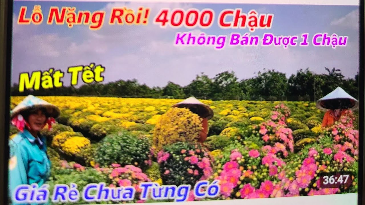Chấn động BẾN TRE Hơn 4000 chậu cúc mâm xôi nở sớm không bán được đem vứt bỏ