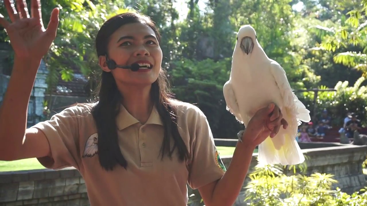 Kakatua berbicara di Taman Safari Indonesia Prigen