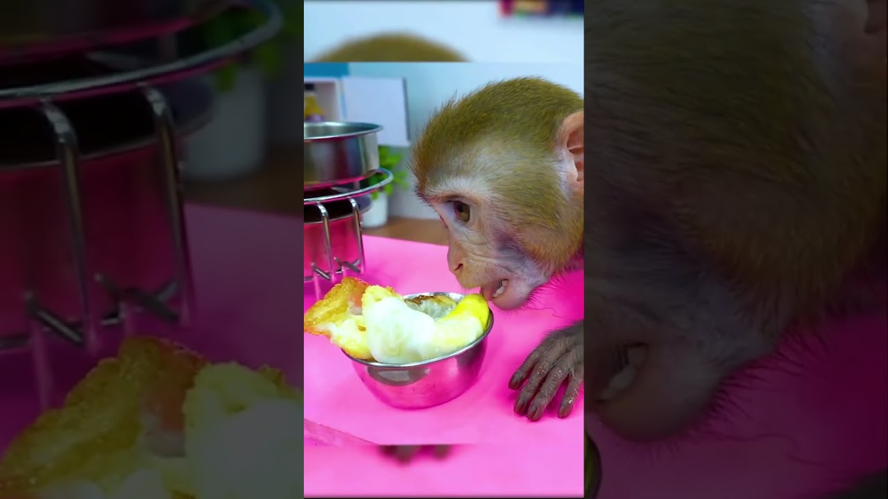 #cutemonkey Baby Monkey Eats Fried Egg