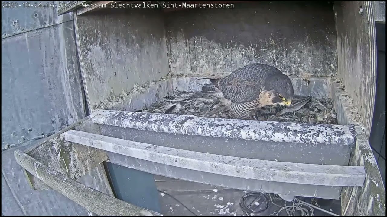Kortrijk Peregrine falcon - BND comes again 20221024