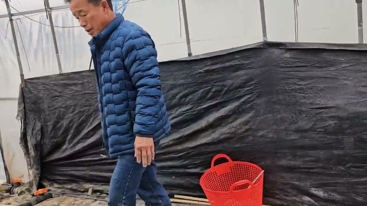 #해란팜#참외명장님포장방문#단수농법#시청자님과 함께 명장님포장을 둘러보고 명장님의 재배설명 듣는 귀한 시간이었습니다