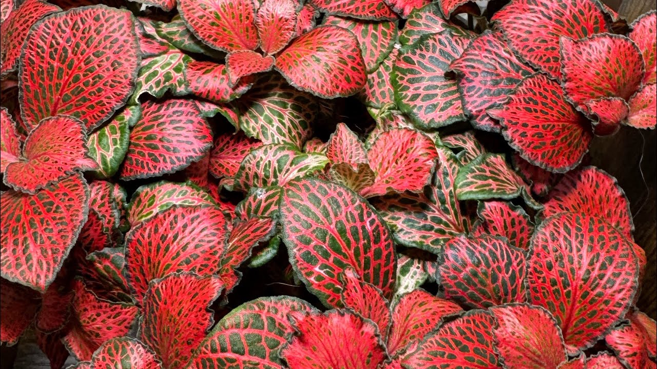 Plant of the Day-The Nerve Plant