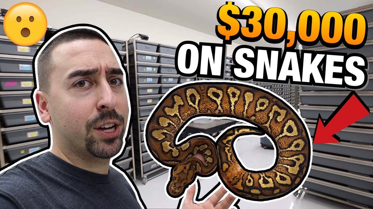 MOST EXPENSIVE SNAKE PURCHASED! JKR FACILITY VISIT! | BALL PYTHONS #REPTILES #BALLPYTHONS #SNAKES