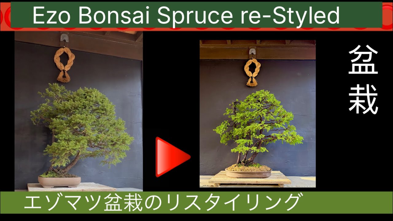 Styling overgrown Ezo Spruce Bonsai 