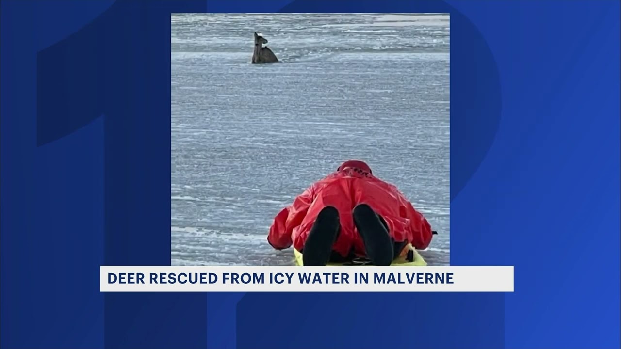 Deer rescued from icy water in Malverne