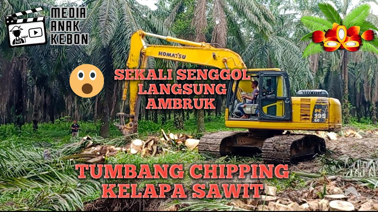 Proses tumbang chipping kelapa sawit || menggunakan excavator komatsu || Replanting PSR Part 1