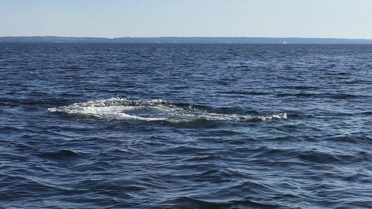 Tun i Øresund 2017/Tuna in Øresund 2017