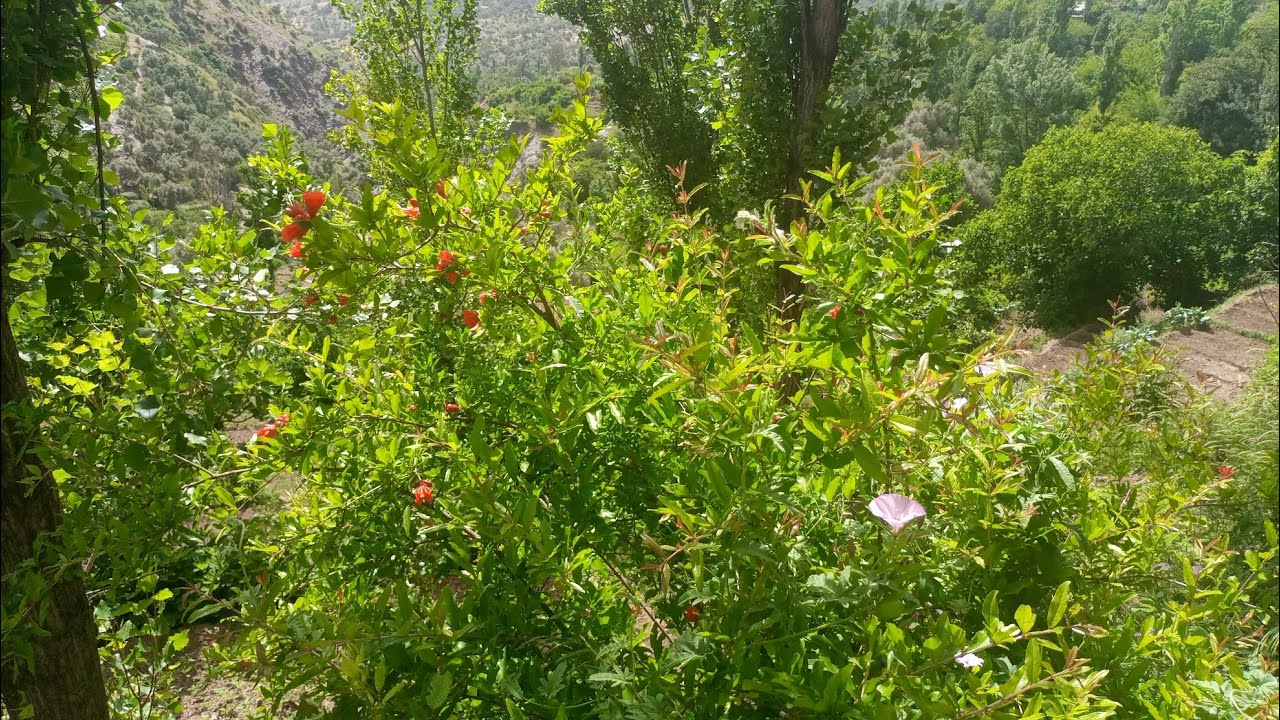 جولة في بني بربر في نواحي تاونات منضر خلاب جزء الاول 🌳🌳