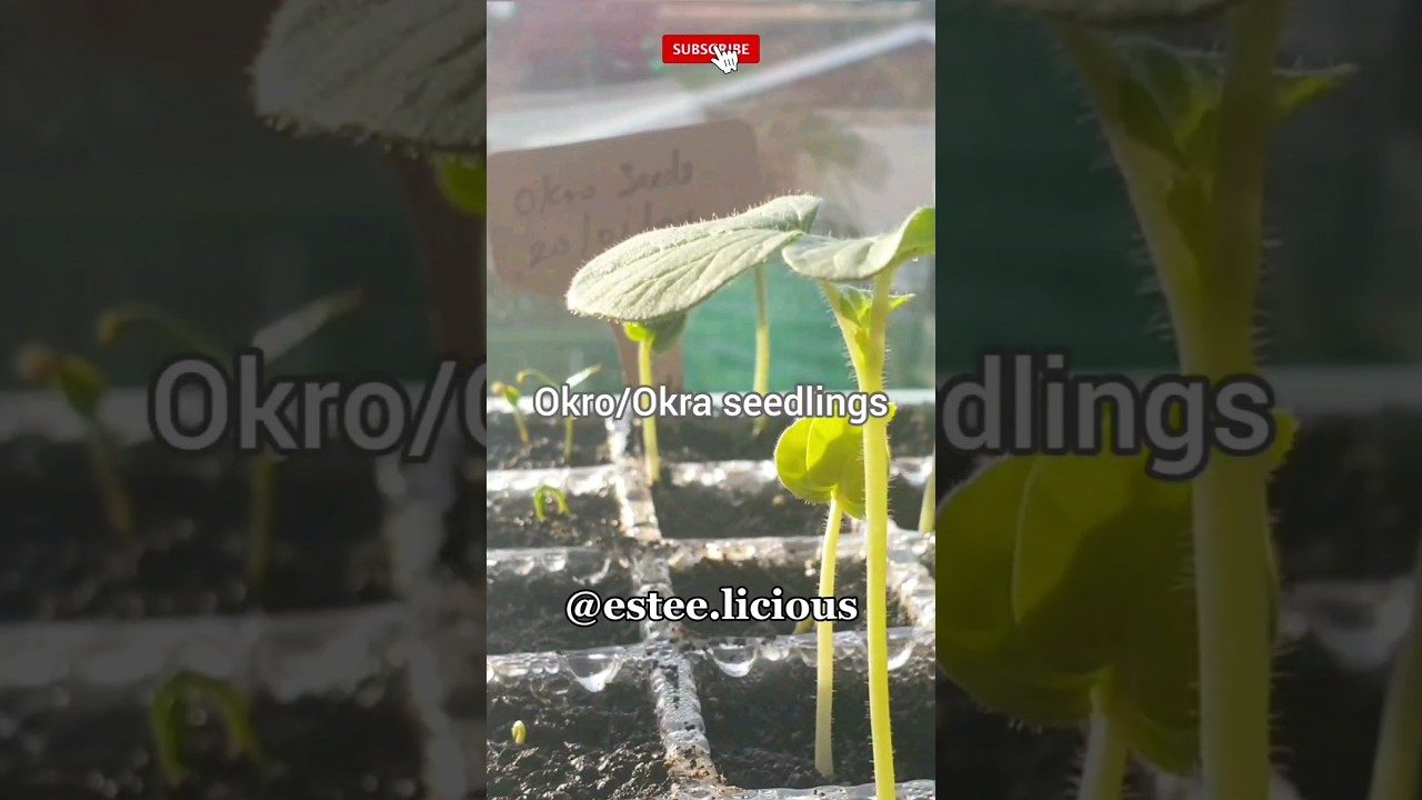 GROWING OKRA IN THE UK CAN BE REWARDING, TRY GROWING SOME #shorts
