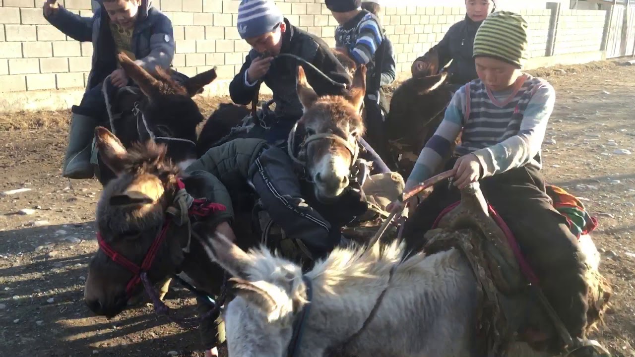 Эшек улак