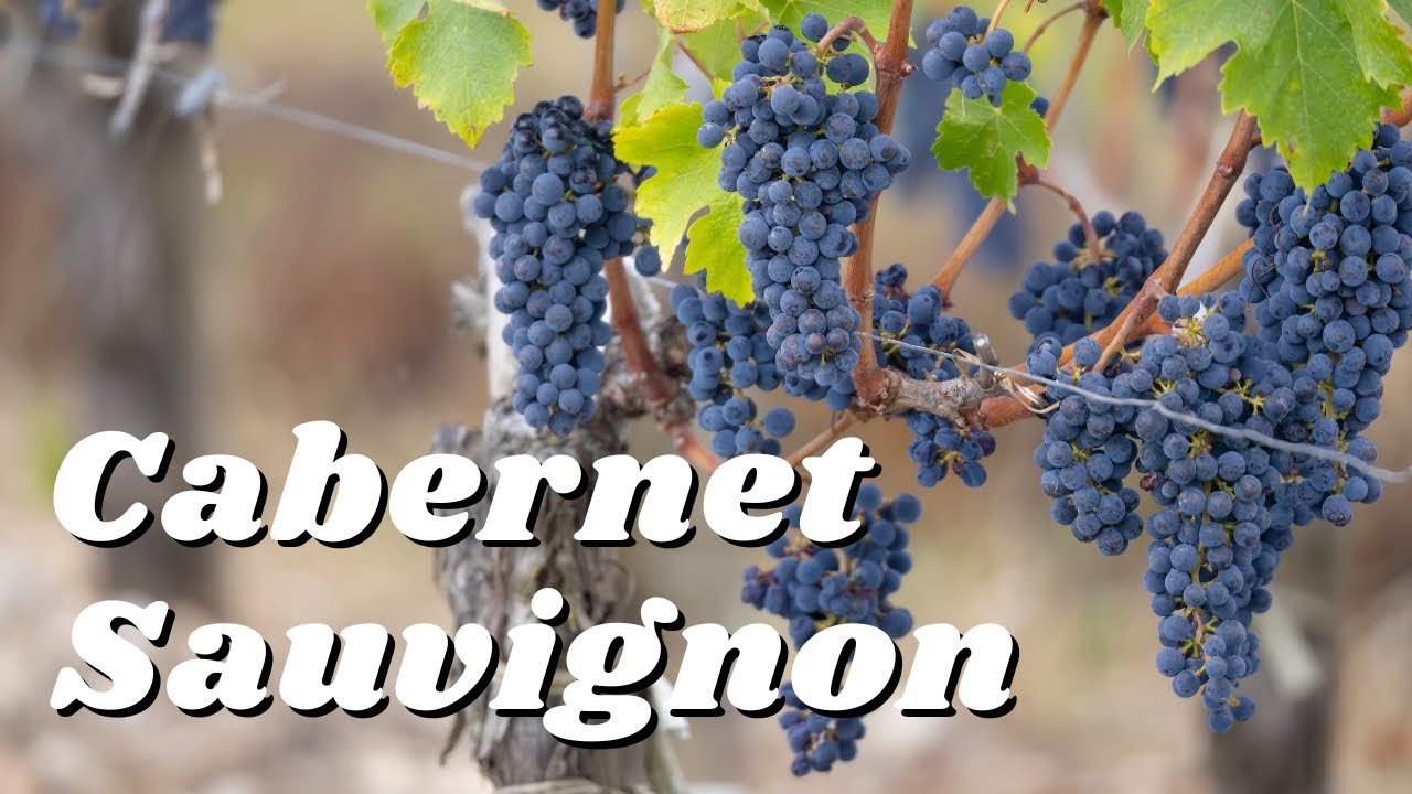 Understand CABERNET SAUVIGNON in 5 Minutes