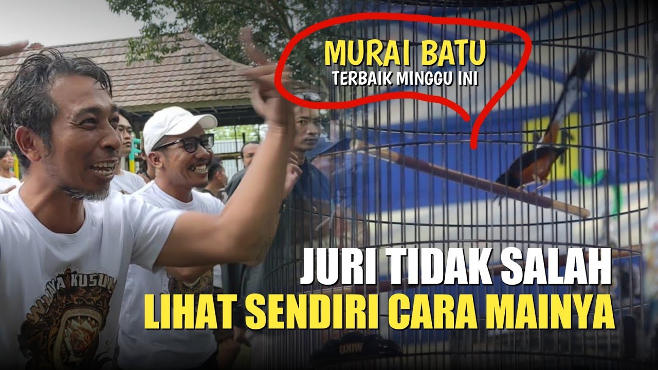JURI TIDAK SALAH !! Murai Batu KELOR Milik Mr.M.Saeful Bikin Geger Gelaran Piala Baturaden RGN