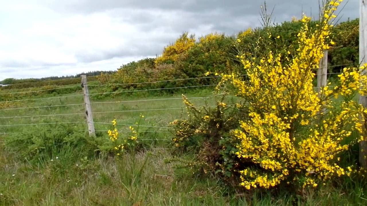 Gorse- the plant that destroyed a town
