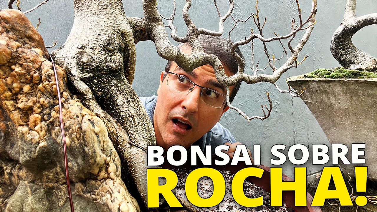 BONSAI DE FICUS SOBRE ROCHA - TROCA EMERGENCIAL DE SUBSTRATO!!!