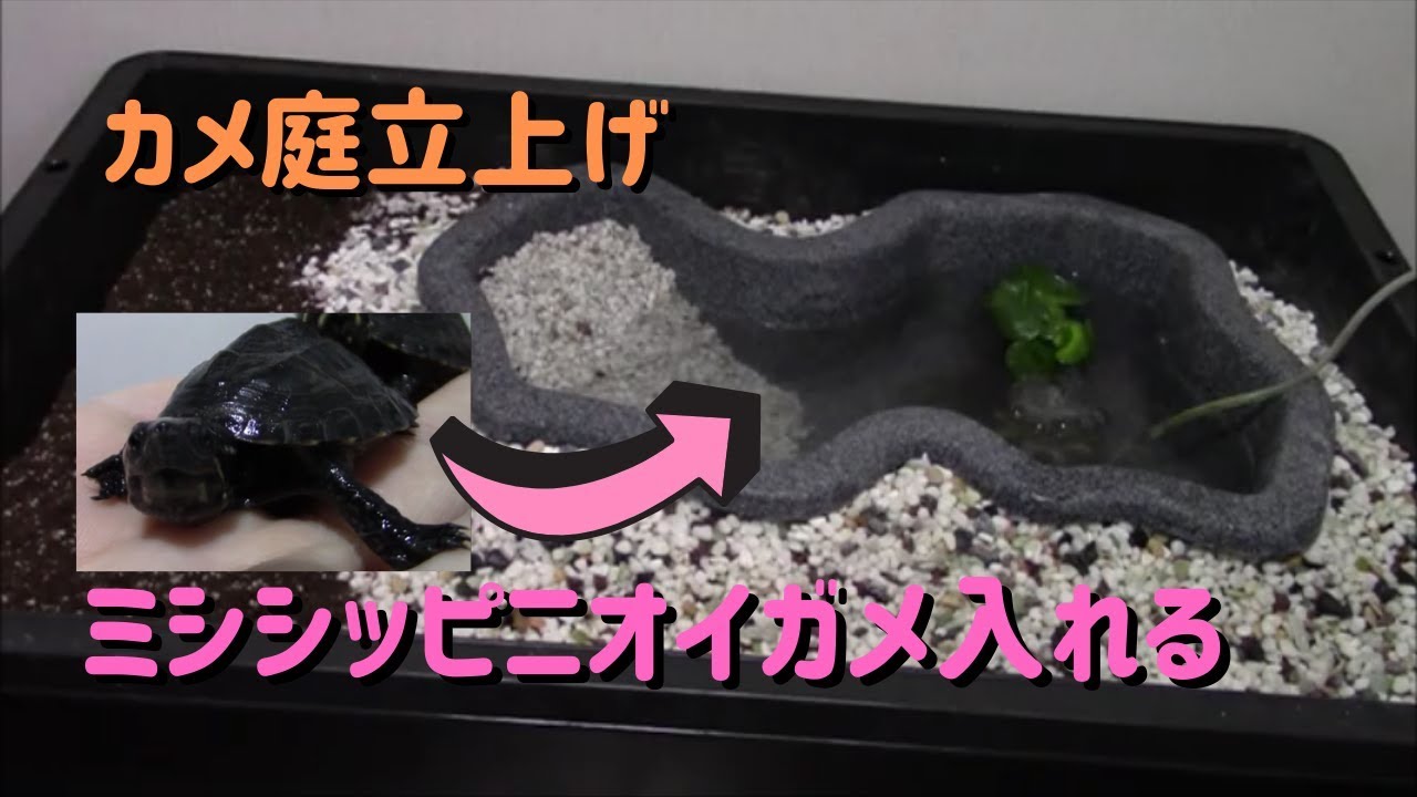 ミシシッピニオイガメ～カメ庭立上げ編～